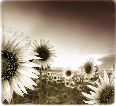 Tuscan Summer