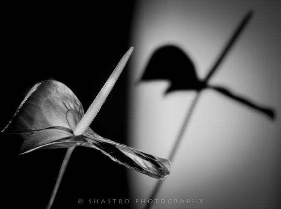 Anthurium B&W