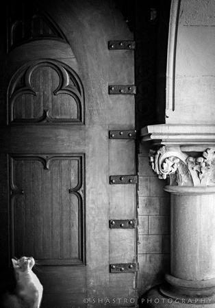 Cat & door